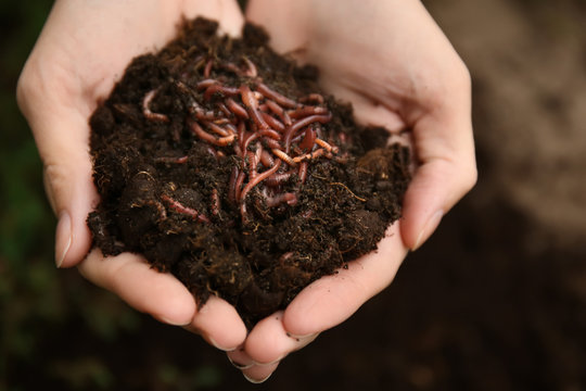 Vermi Compost
